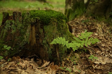 Tree stump with green moss and fern plants in forest