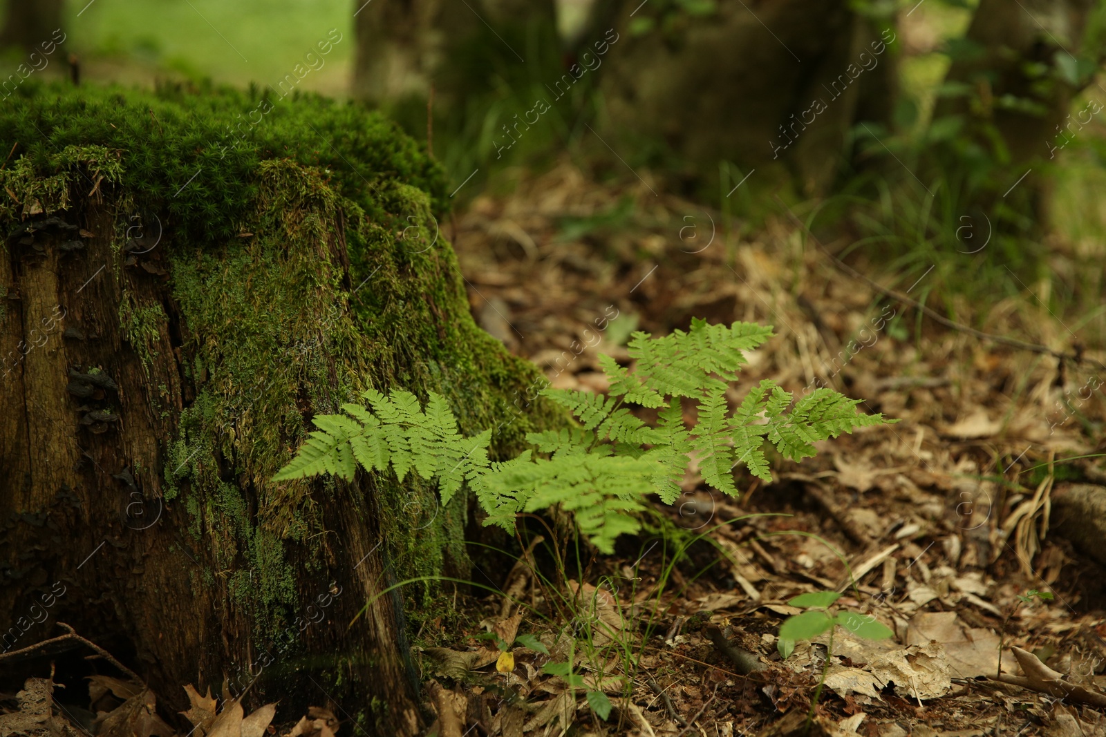 Photo of Tree stump with green moss and fern plants in forest