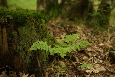 Photo of Tree stump with green moss and fern plants in forest