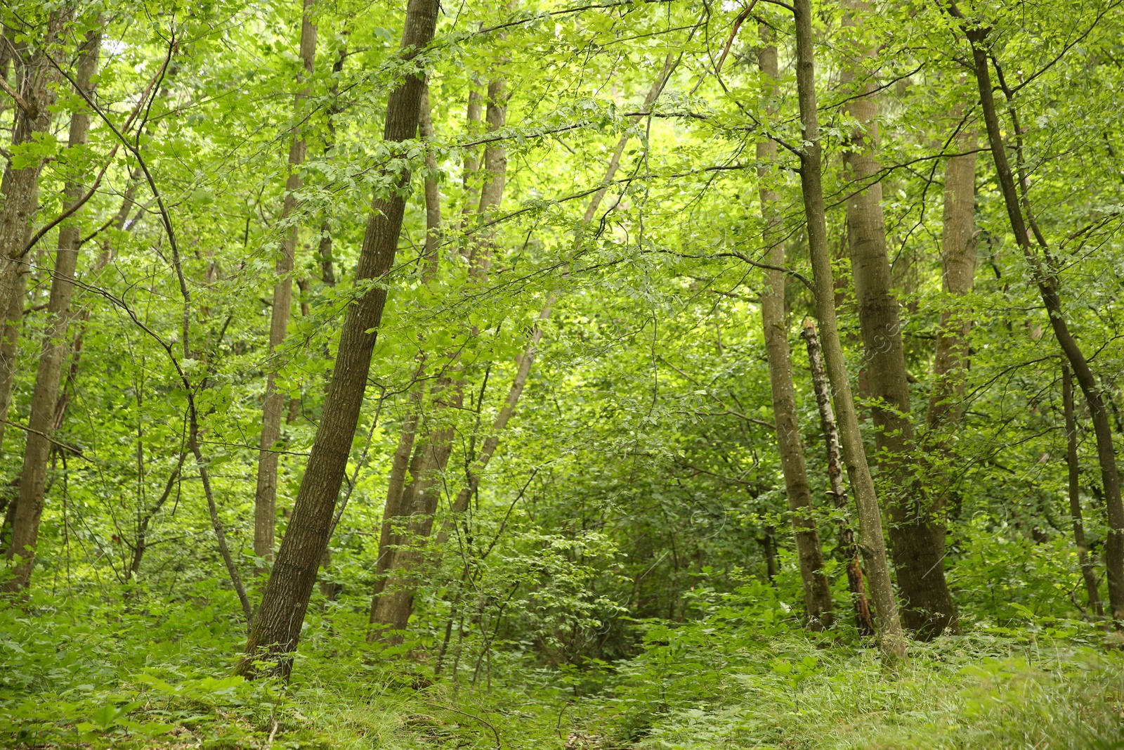 Photo of Beautiful green trees and plants growing in forest