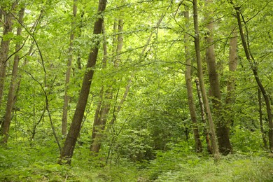 Beautiful green trees and plants growing in forest