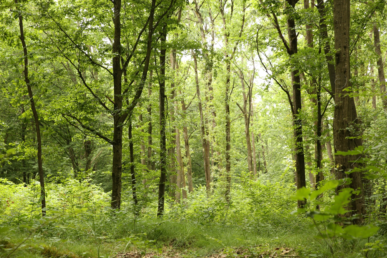 Photo of Beautiful green trees and plants growing in forest