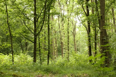 Beautiful green trees and plants growing in forest