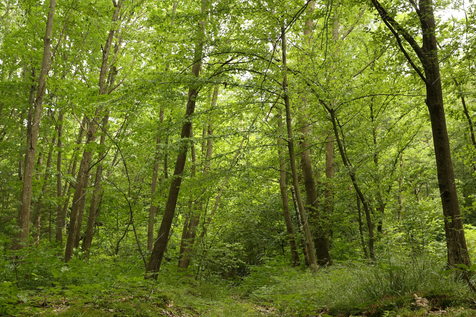 Photo of Beautiful green trees and plants growing in forest