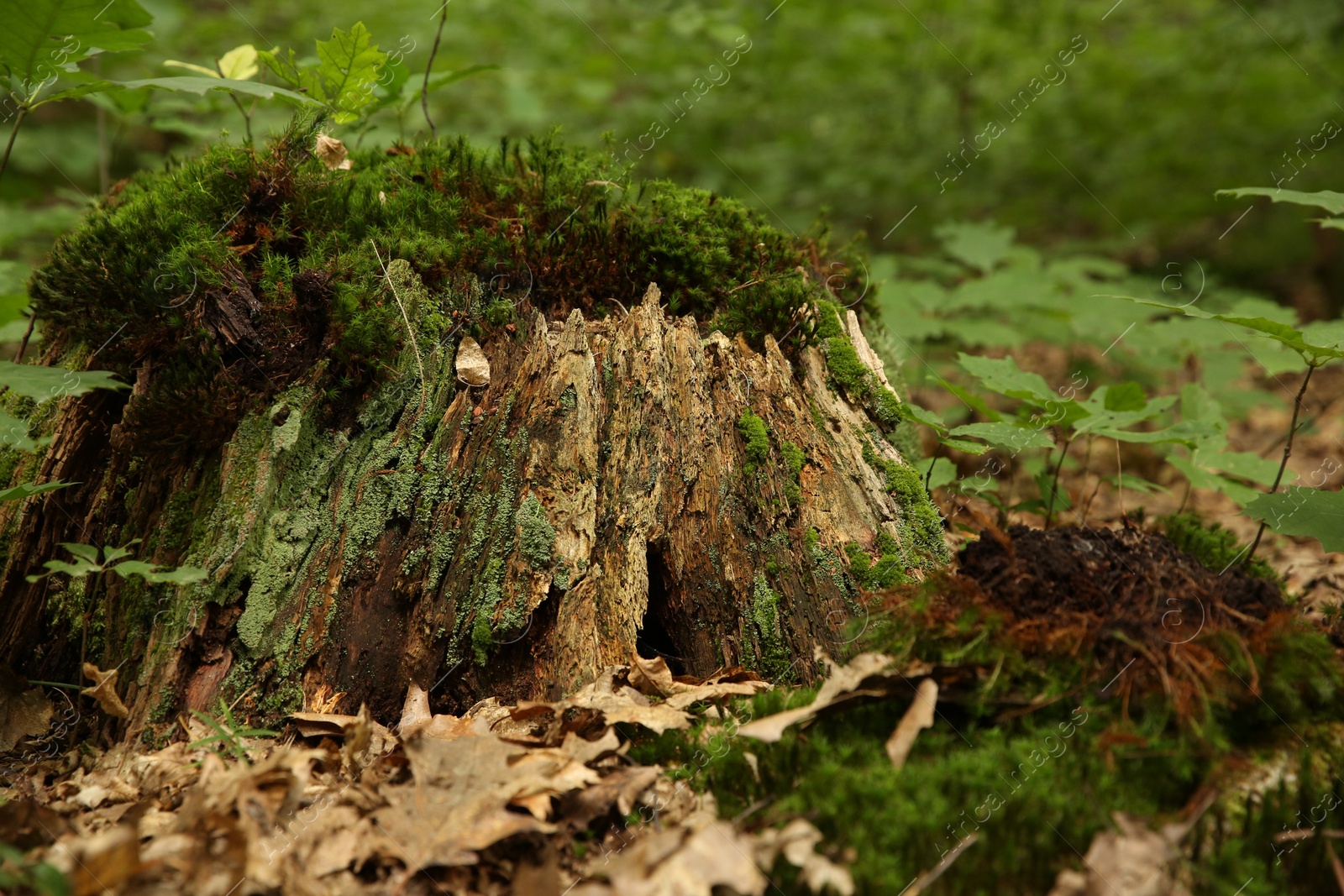 Photo of Tree stump with green moss and plants in forest