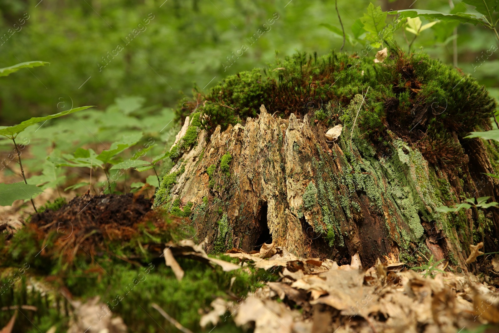 Photo of Tree stump with green moss and plants in forest