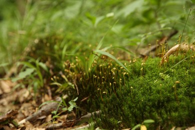 Many beautiful green plants growing in forest, closeup