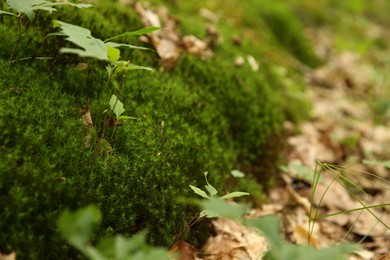 Beautiful green plants growing in forest, closeup. Space for text