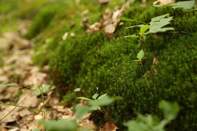 Beautiful green plants growing in forest, closeup. Space for text