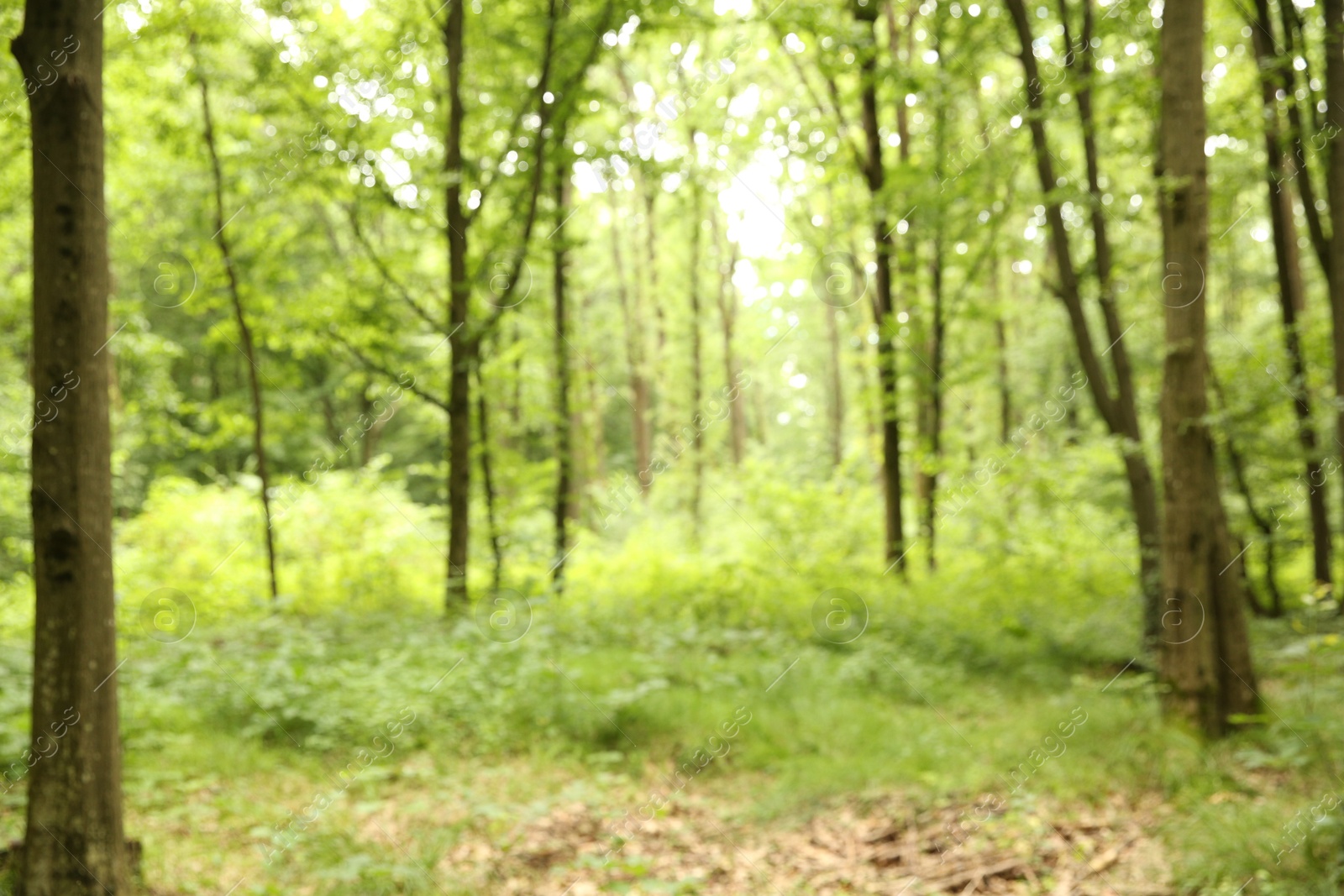 Photo of Blurred view of beautiful green trees in forest