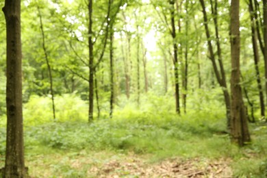 Blurred view of beautiful green trees in forest