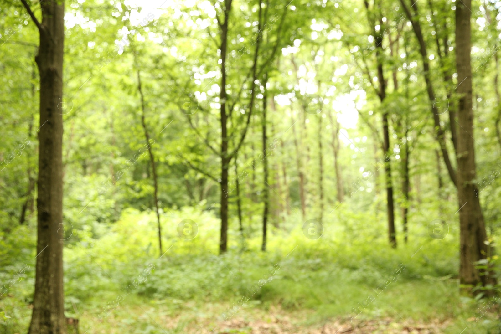 Photo of Blurred view of beautiful green trees in forest