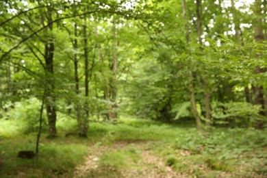 Blurred view of beautiful green trees in forest