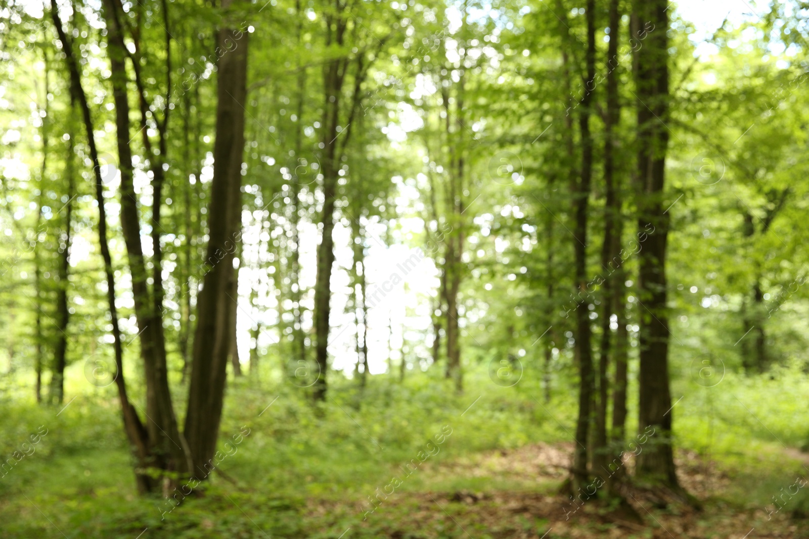 Photo of Blurred view of beautiful green trees in forest