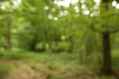 Photo of Blurred view of beautiful green trees in forest