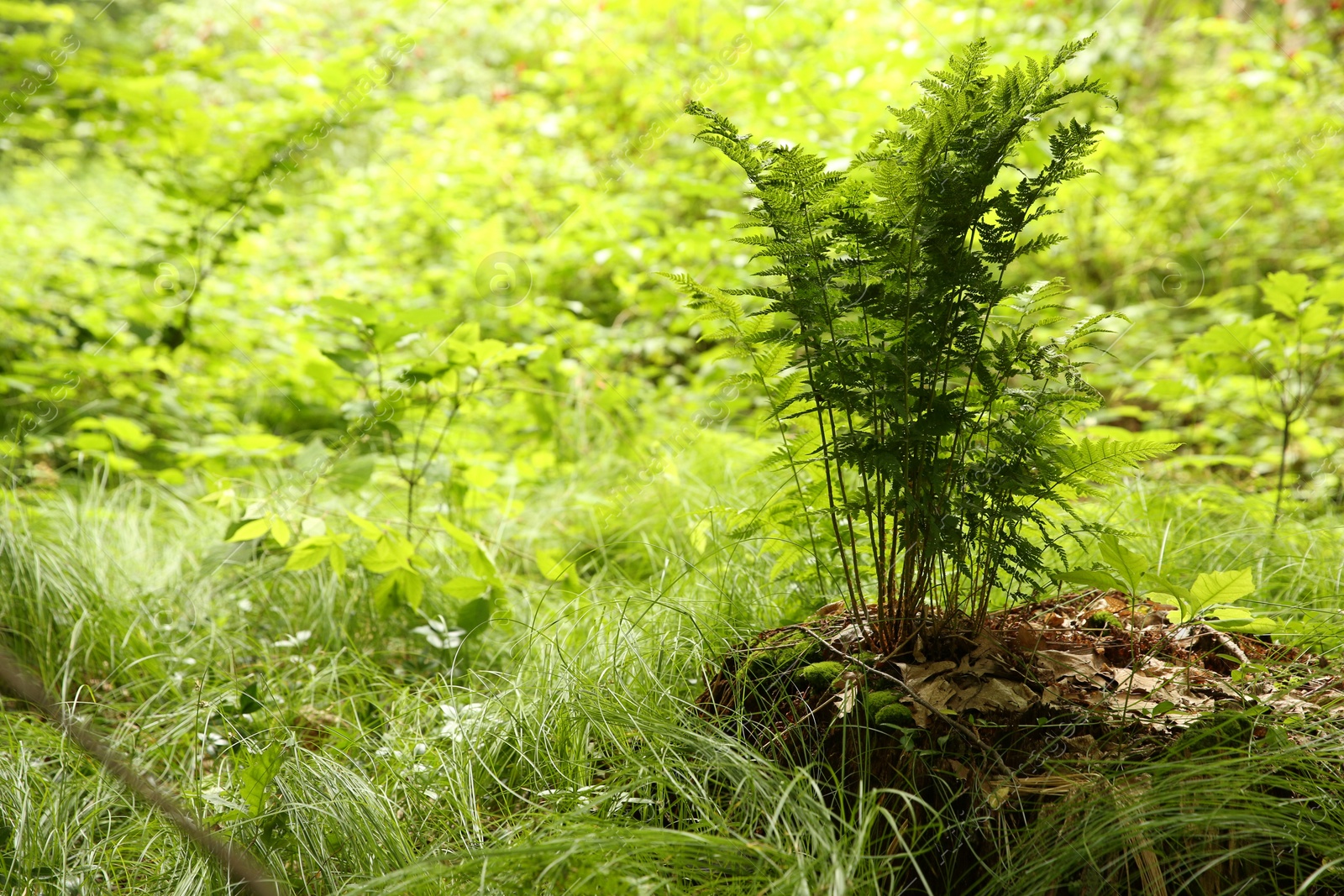 Photo of Many beautiful green plants growing in forest