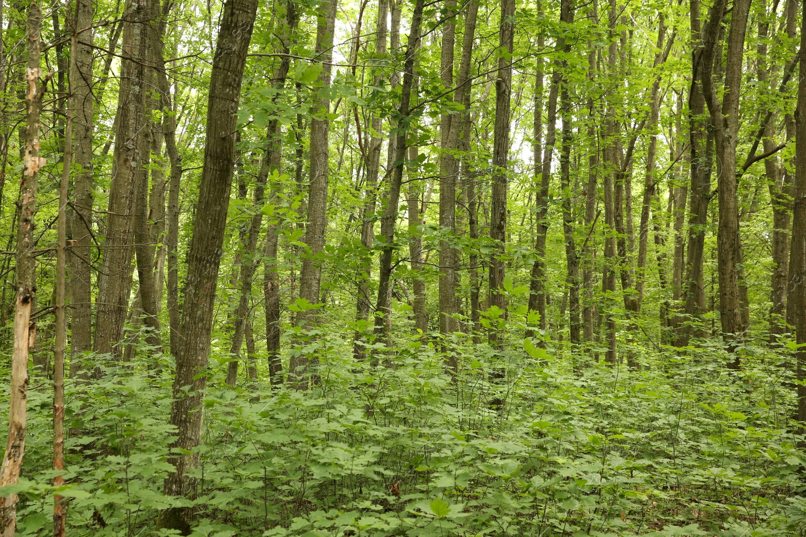 Photo of Beautiful green trees and plants growing in forest