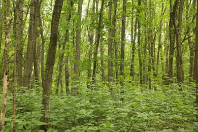 Beautiful green trees and plants growing in forest