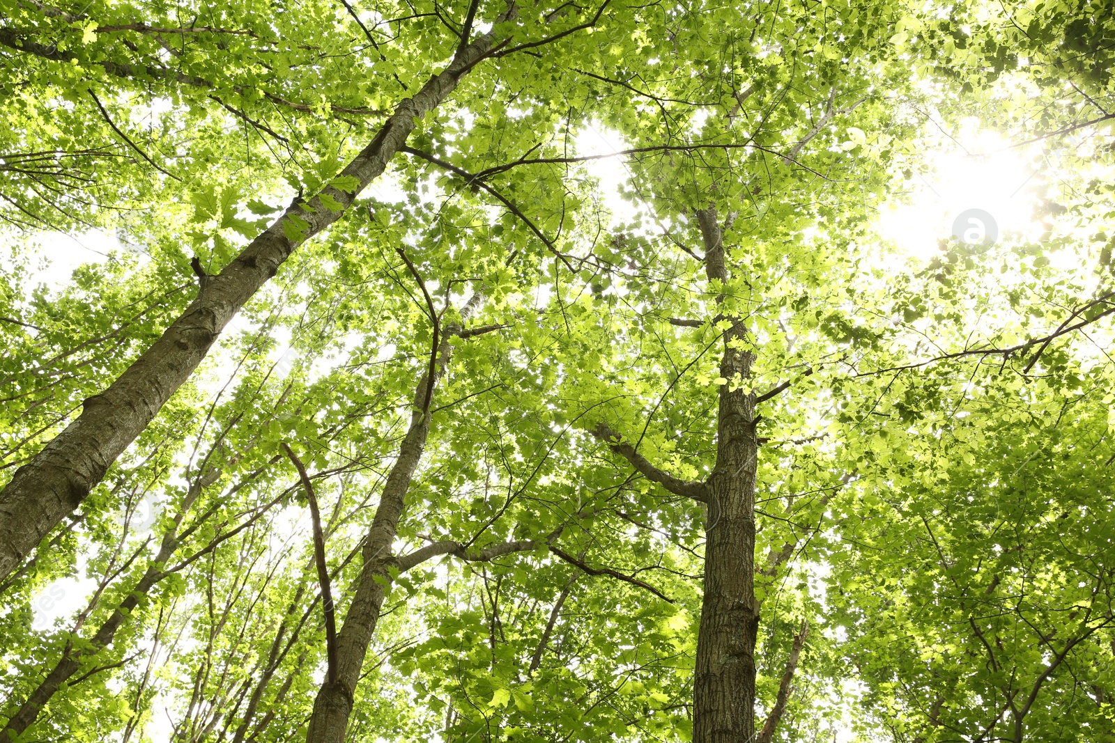 Photo of Beautiful green trees in forest, bottom view