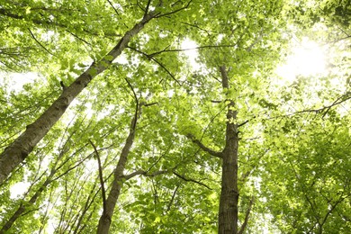 Photo of Beautiful green trees in forest, bottom view