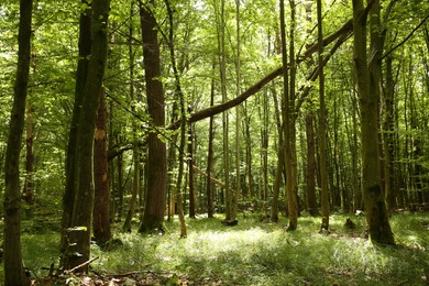 Beautiful green trees and plants growing in forest