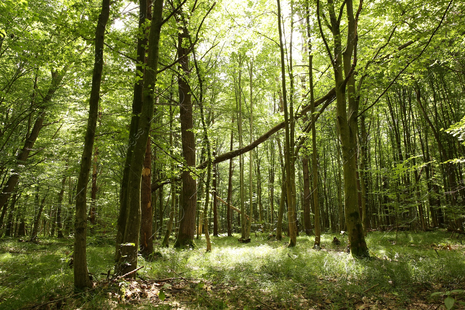 Photo of Beautiful green trees and plants growing in forest