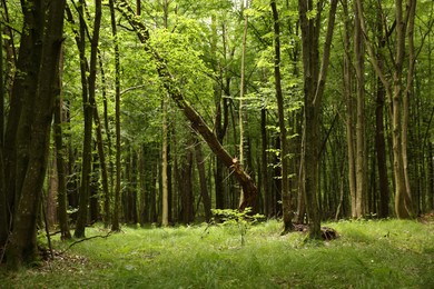 Beautiful green trees and plants growing in forest