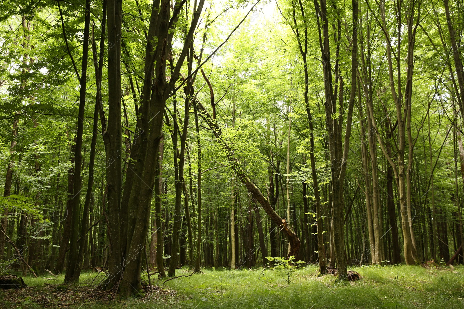 Photo of Beautiful green trees and plants growing in forest