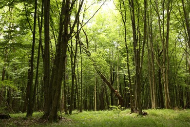 Beautiful green trees and plants growing in forest