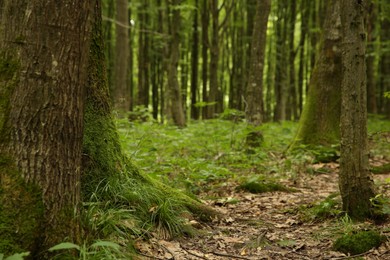 Photo of Beautiful green trees and plants in forest