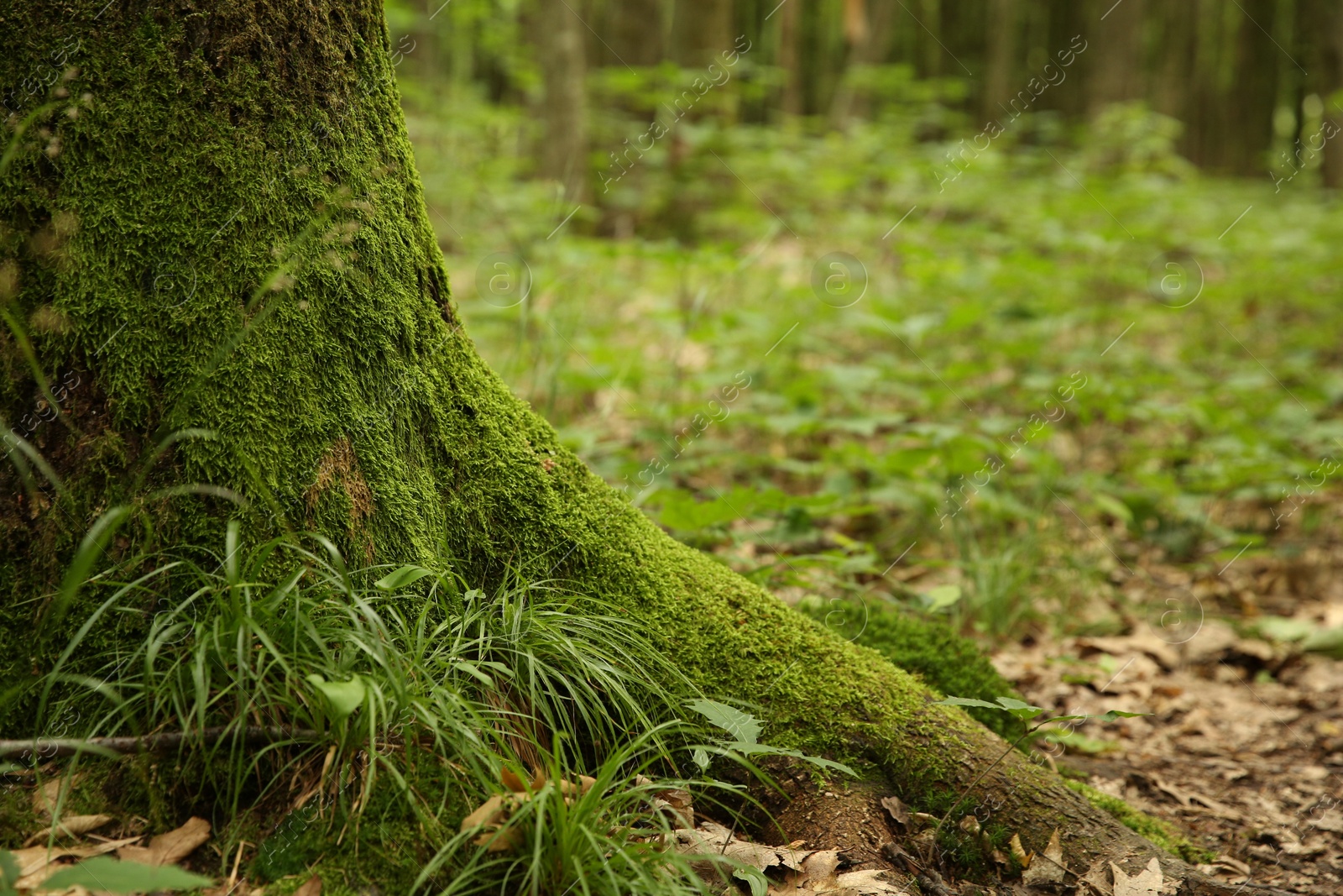 Photo of Tree trunk and roots in forest outdoors, closeup. Space for text