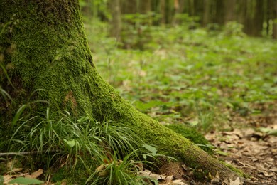 Tree trunk and roots in forest outdoors, closeup. Space for text