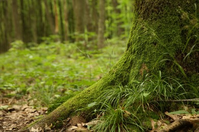 Tree trunk and roots in forest outdoors, closeup. Space for text