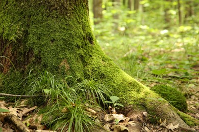 Photo of Tree trunk and roots in forest outdoors, closeup