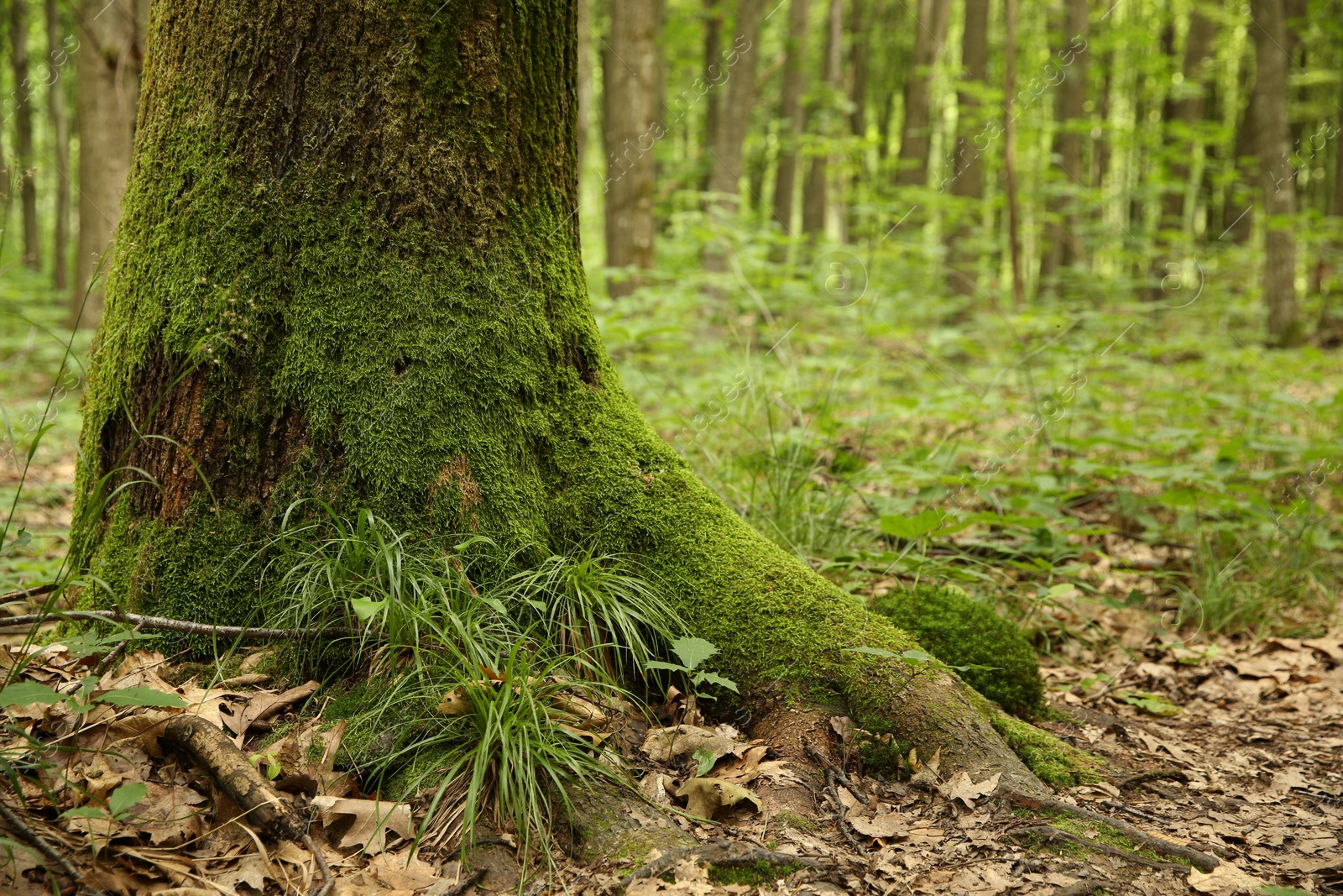 Photo of Tree trunk and roots in forest outdoors, space for text