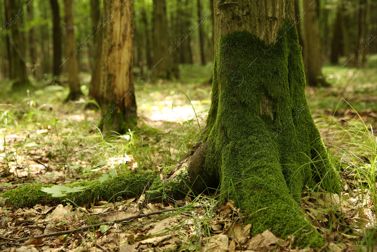 Photo of Tree trunk and roots in forest outdoors