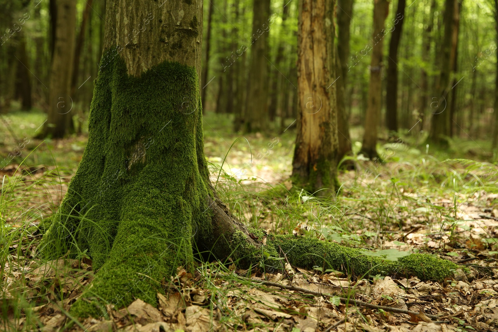 Photo of Tree trunk and roots in forest outdoors