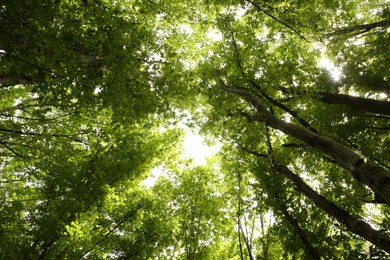 Beautiful green trees in forest, bottom view