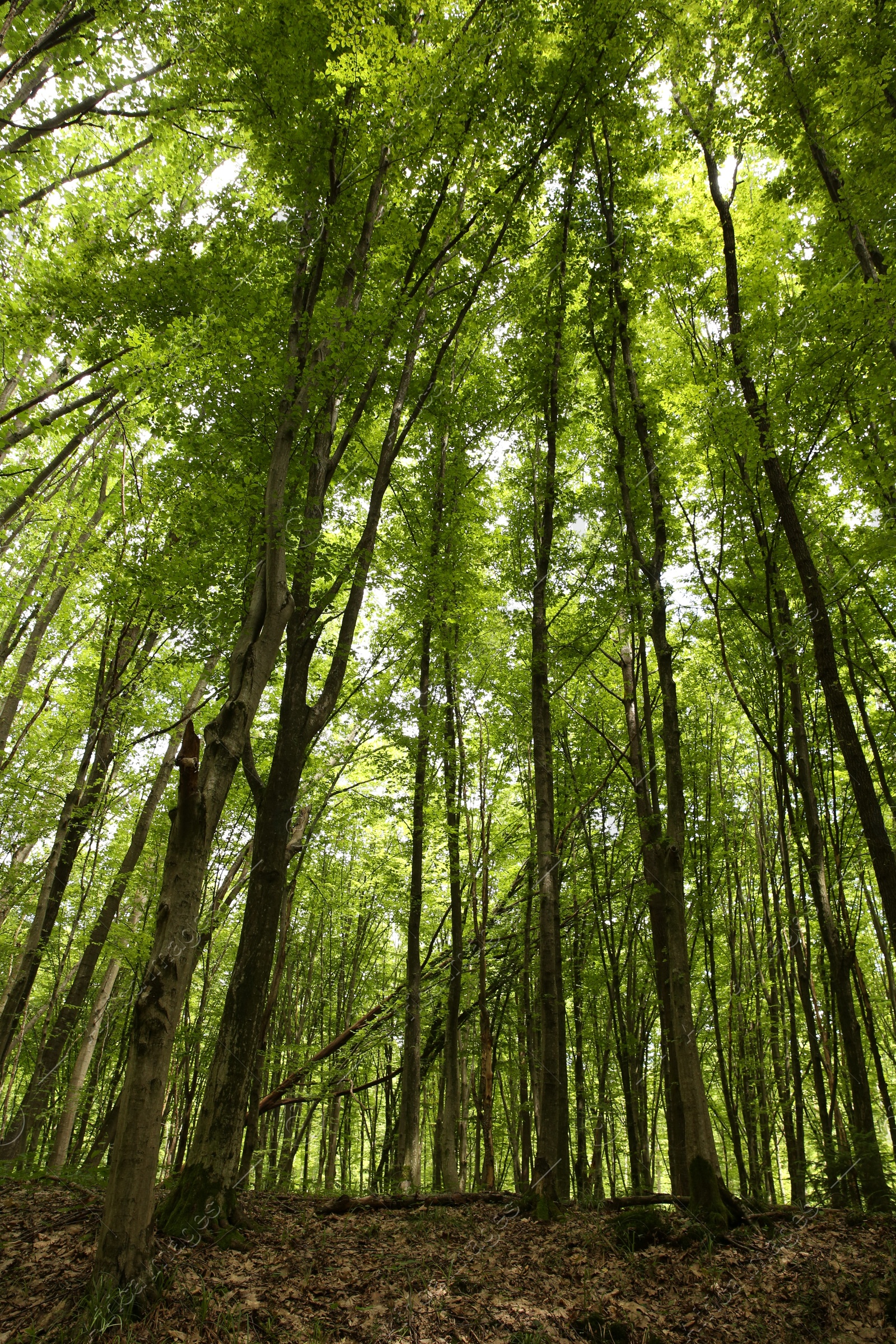 Photo of Beautiful green trees in forest, low angle view