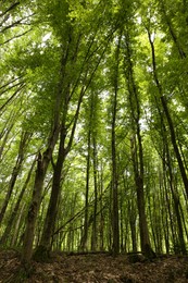 Photo of Beautiful green trees in forest, low angle view