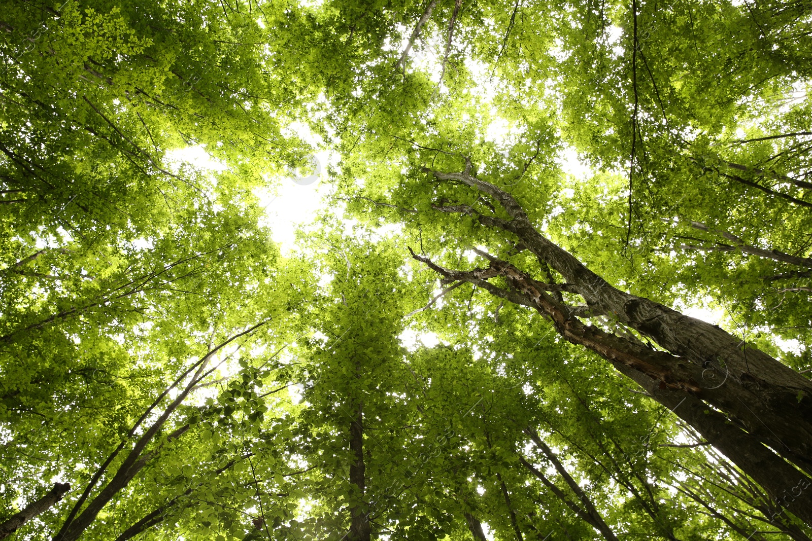 Photo of Beautiful green trees in forest, bottom view