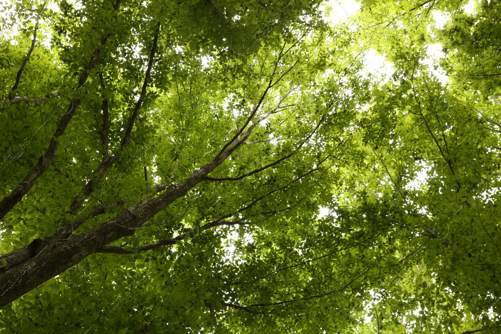 Photo of Beautiful green trees in forest, low angle view