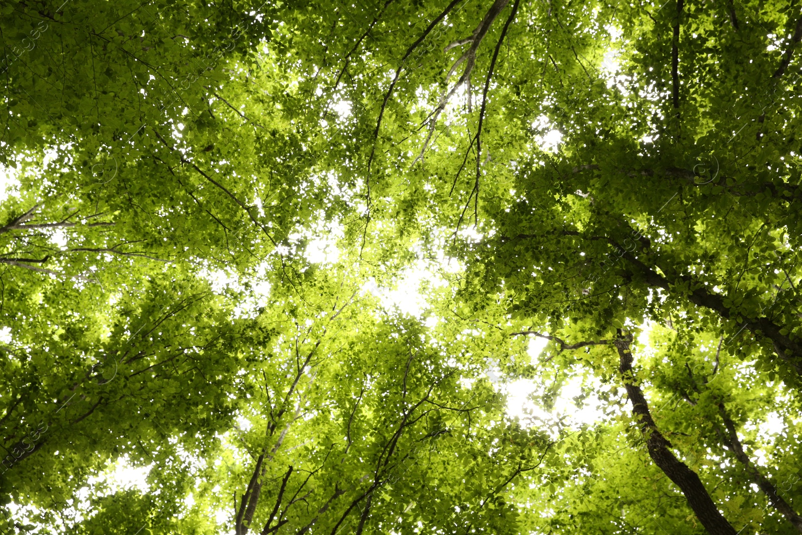 Photo of Beautiful green trees in forest, bottom view