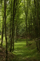 Photo of Beautiful trees and green grass in forest