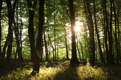 Photo of Sun shining through tree crown in forest