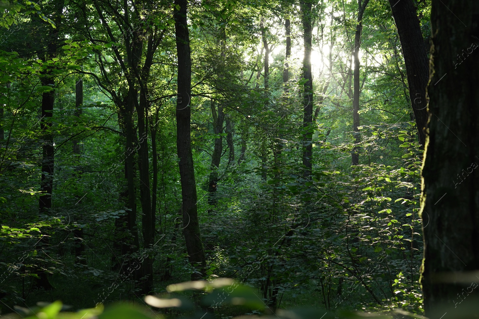 Photo of Beautiful trees with green leaves in forest