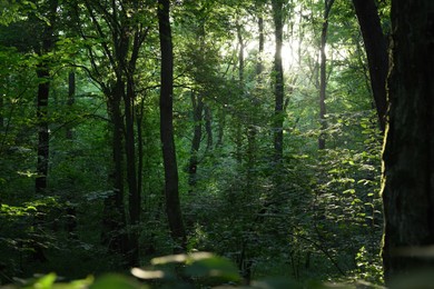 Beautiful trees with green leaves in forest