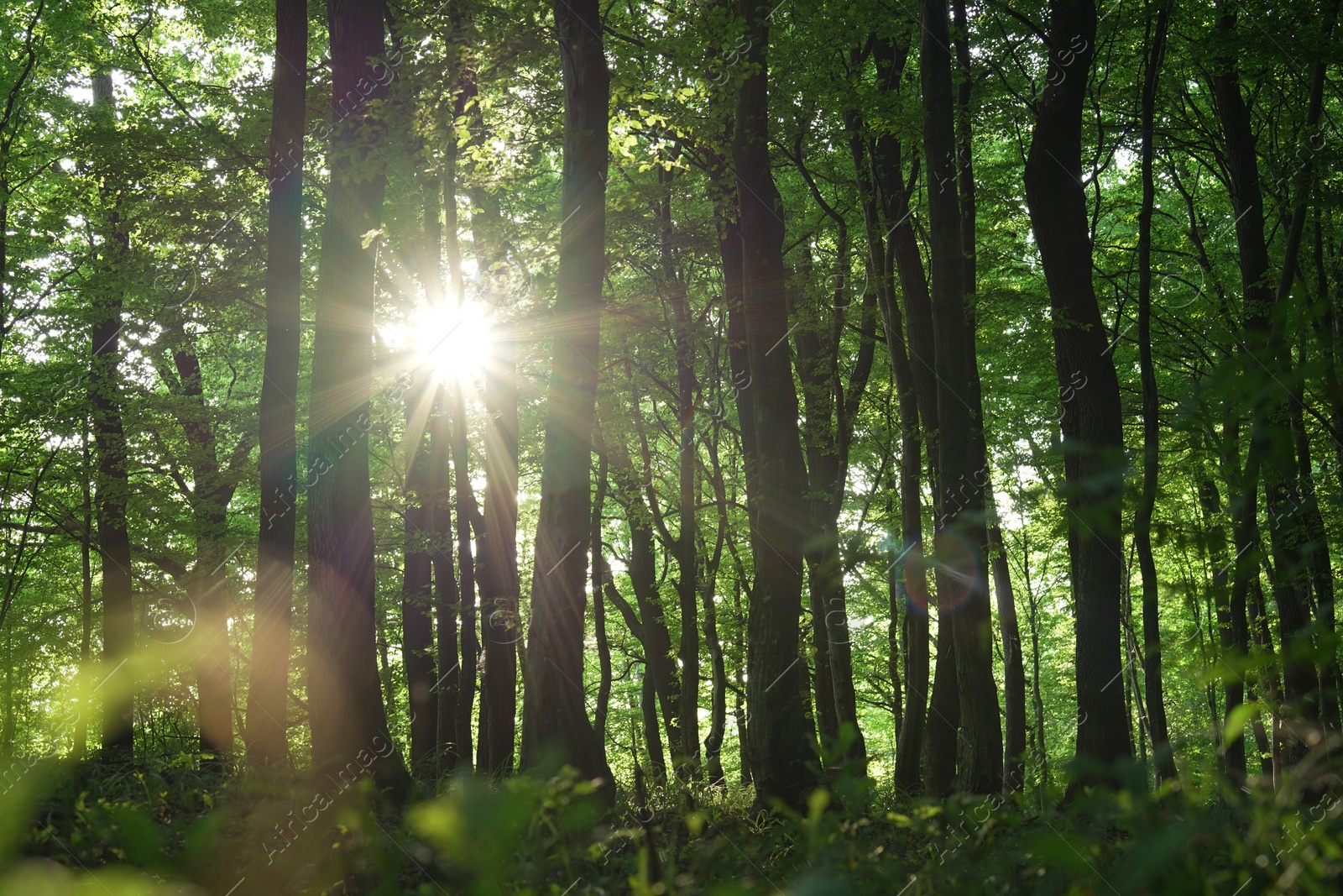 Photo of Sun shining through tree crown in forest