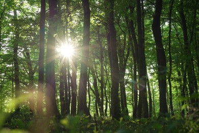 Sun shining through tree crown in forest