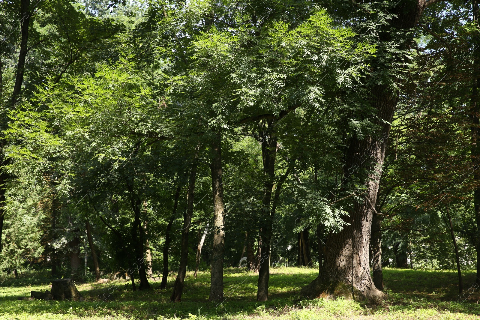 Photo of Beautiful trees with green leaves in forest